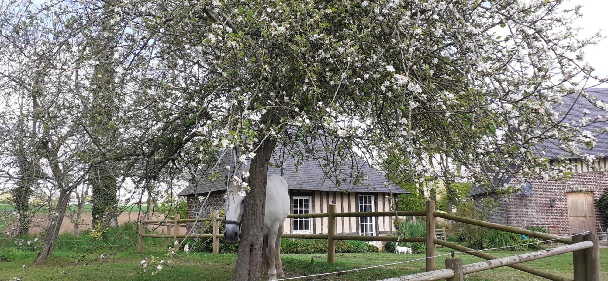 Gites Normands De Charme Les Chataigniers Bretteville-du-Grand Caux Exterior foto