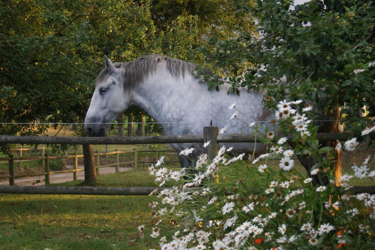 Gites Normands De Charme Les Chataigniers Bretteville-du-Grand Caux Exterior foto